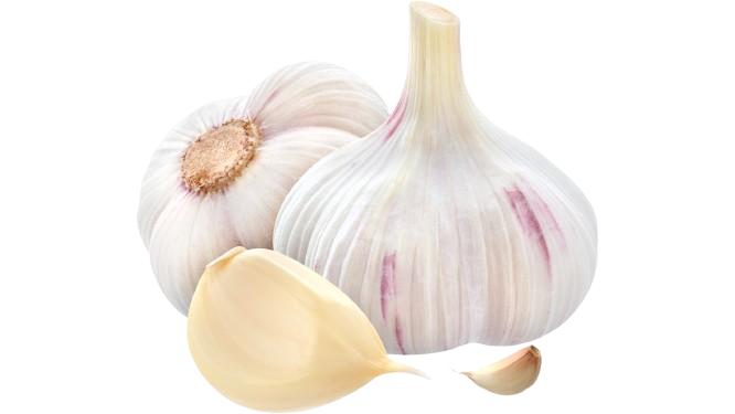 Garlic